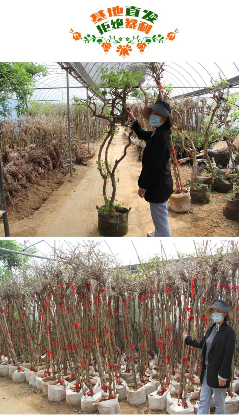 美国凌霄花苗爬藤植物花树苗老桩炮仗花北方庭院耐寒攀援爬墙