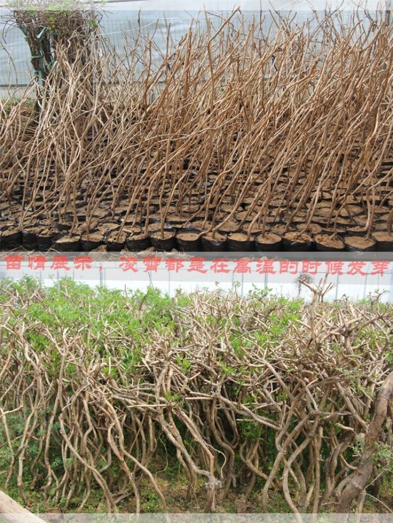 美国凌霄花苗爬藤植物花树苗老桩炮仗花北方庭院耐寒攀援爬墙