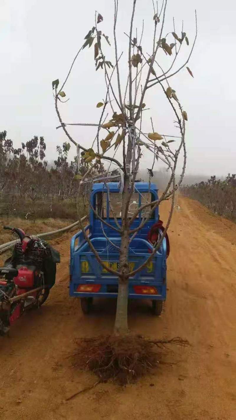 出售美早大樱桃树和大樱桃