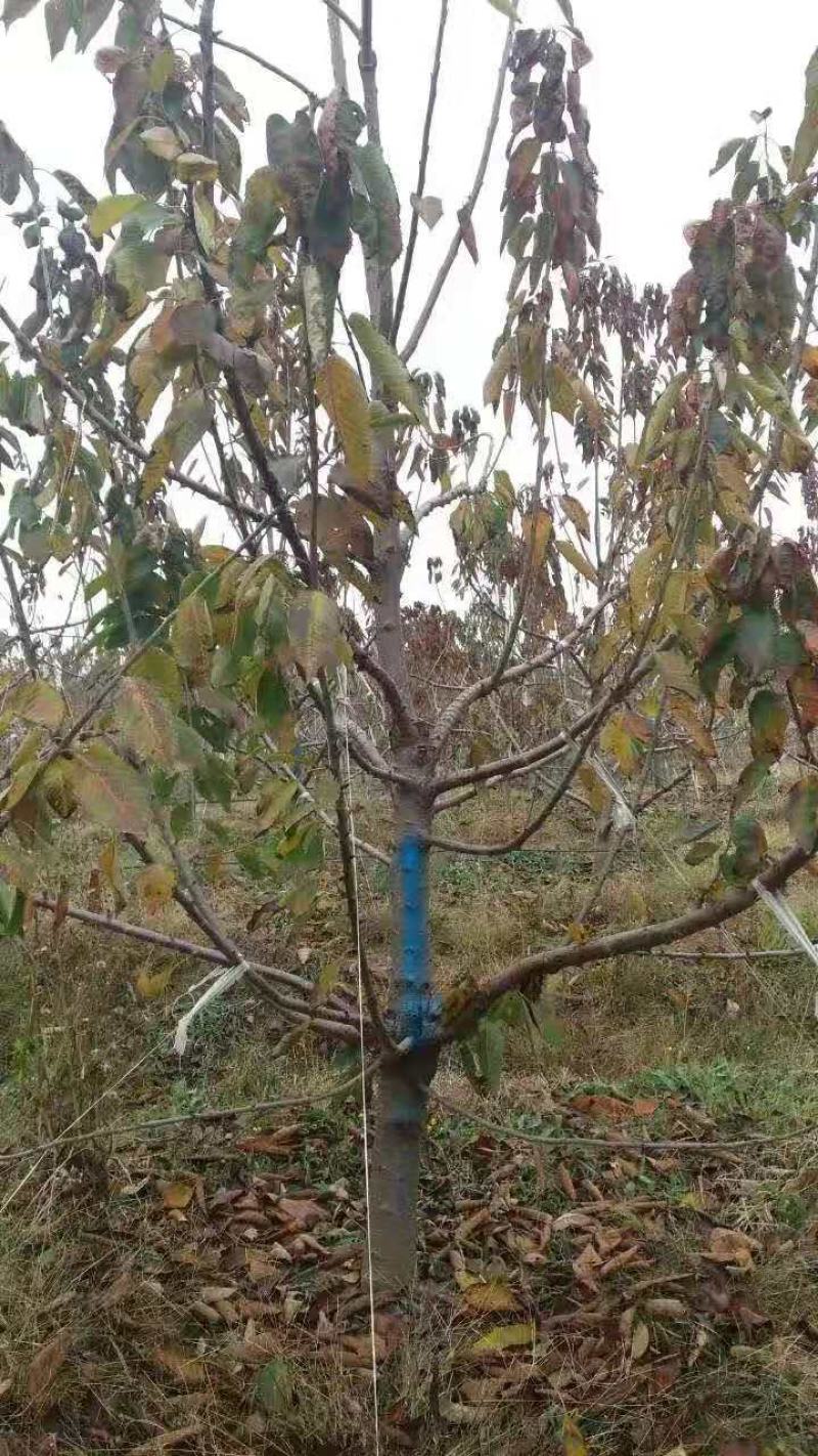 出售美早大樱桃树和大樱桃