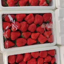 红颜九九草莓产地直销大量有货假一赔十可大量供应