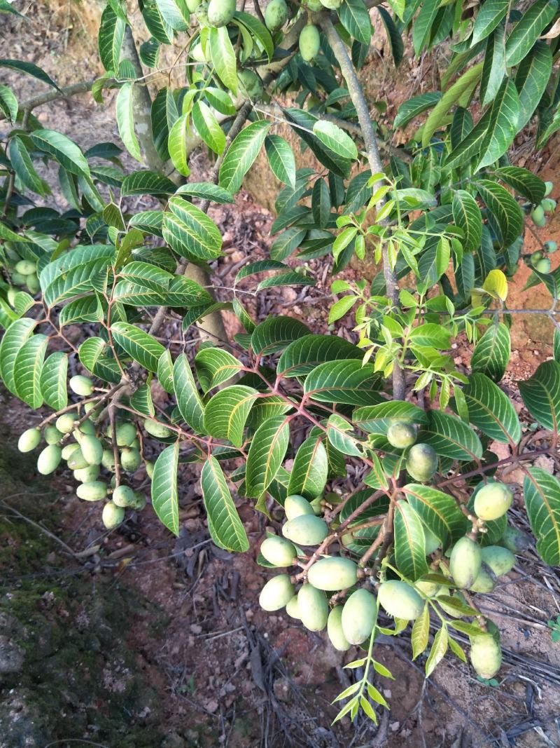 橄榄苗、青榄苗、黄榄苗、水果榄、甜橄榄苗，橄榄直生苗