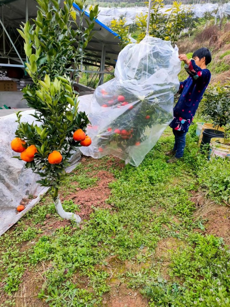 媛红椪柑嫁接果树苗新品种柑橘苗红肉椪柑苗盆栽地栽