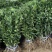 媛红椪柑嫁接果树苗新品种柑橘苗红肉椪柑苗盆栽地栽