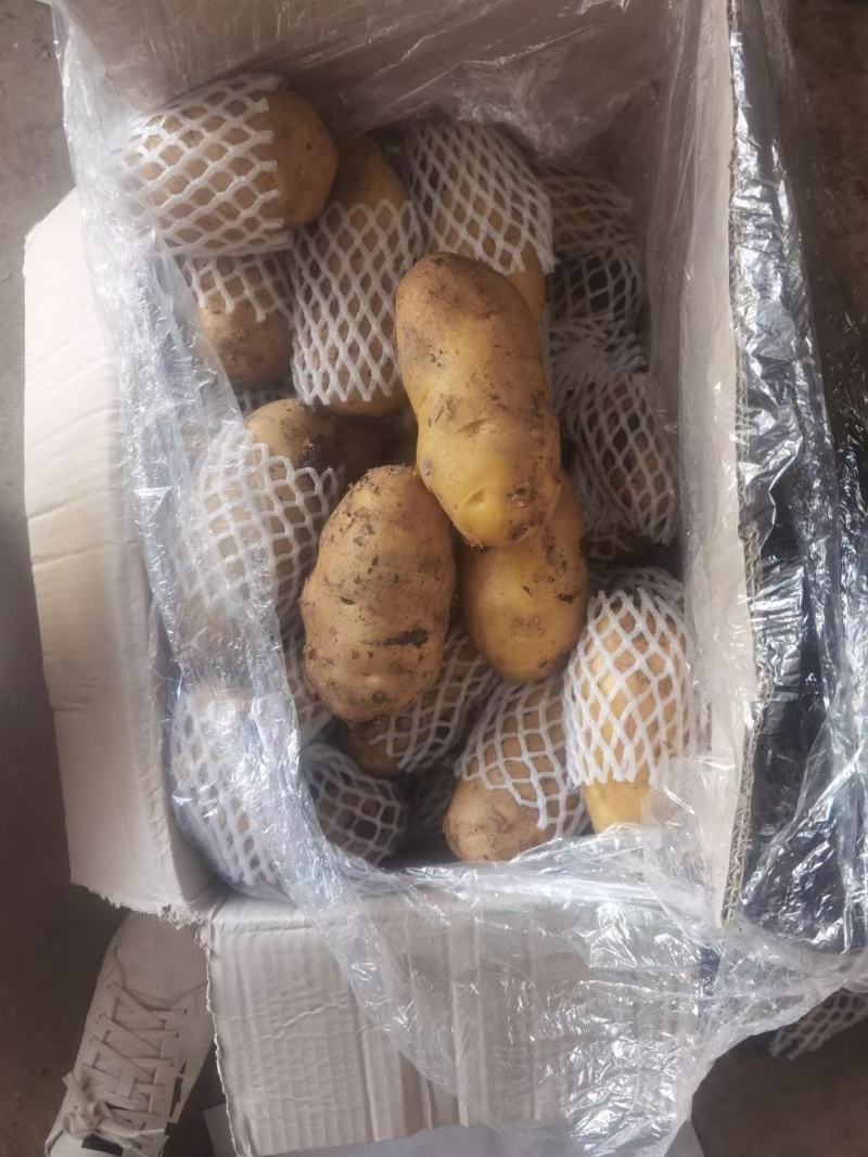 青岛莱西土豆3两半通天无黑心