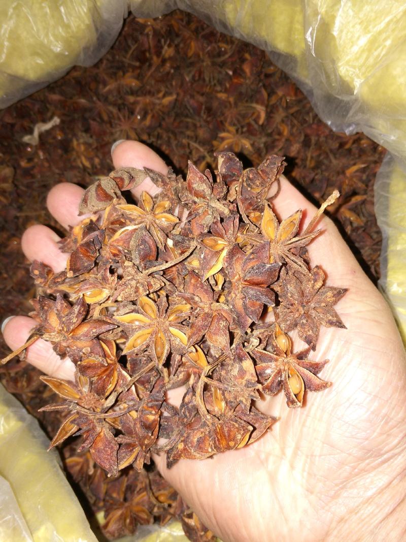 大红八角金秀大瑶山本地土品种高山八角五香茴香手工晒