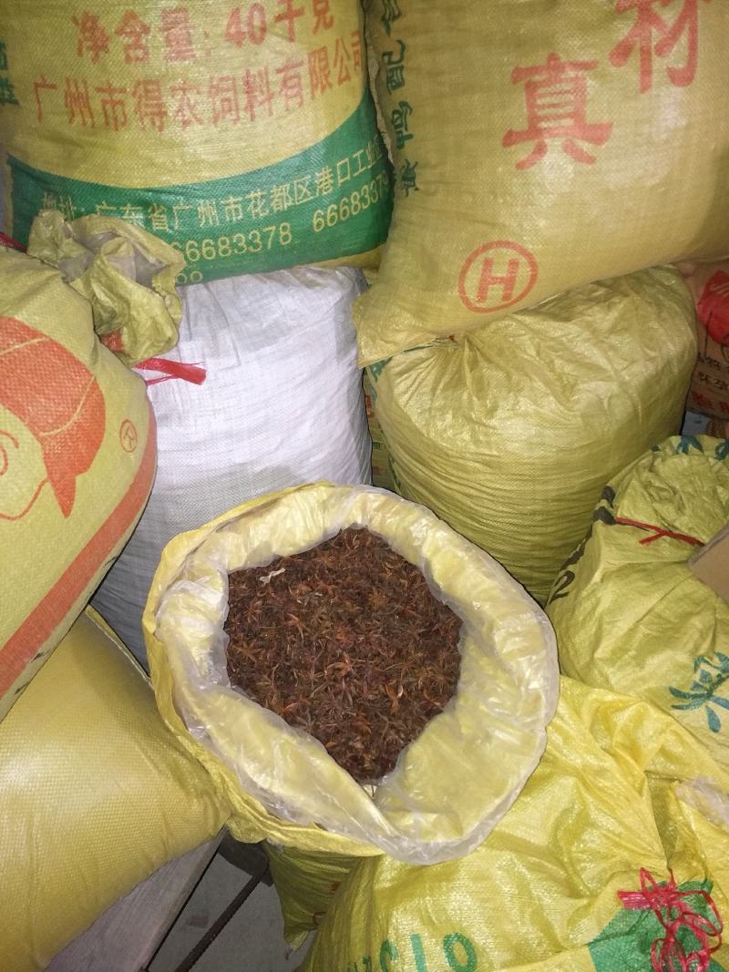 大红八角金秀大瑶山本地土品种高山八角五香茴香手工晒