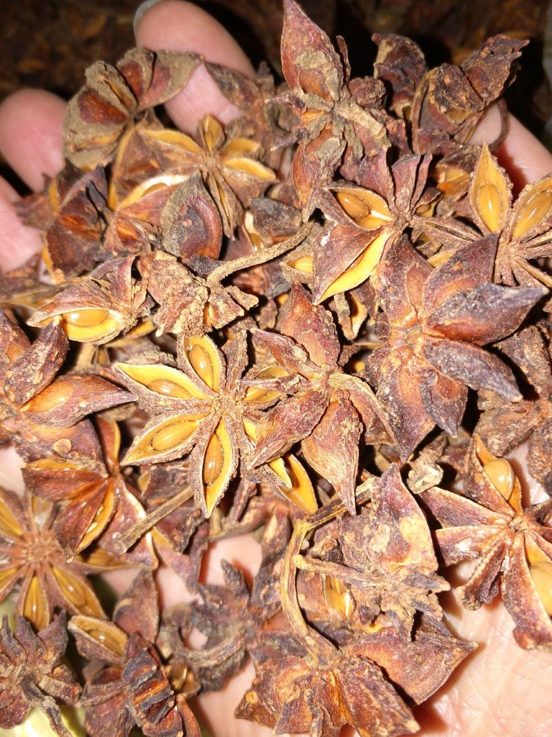 大红八角金秀大瑶山本地土品种高山八角五香茴香手工晒