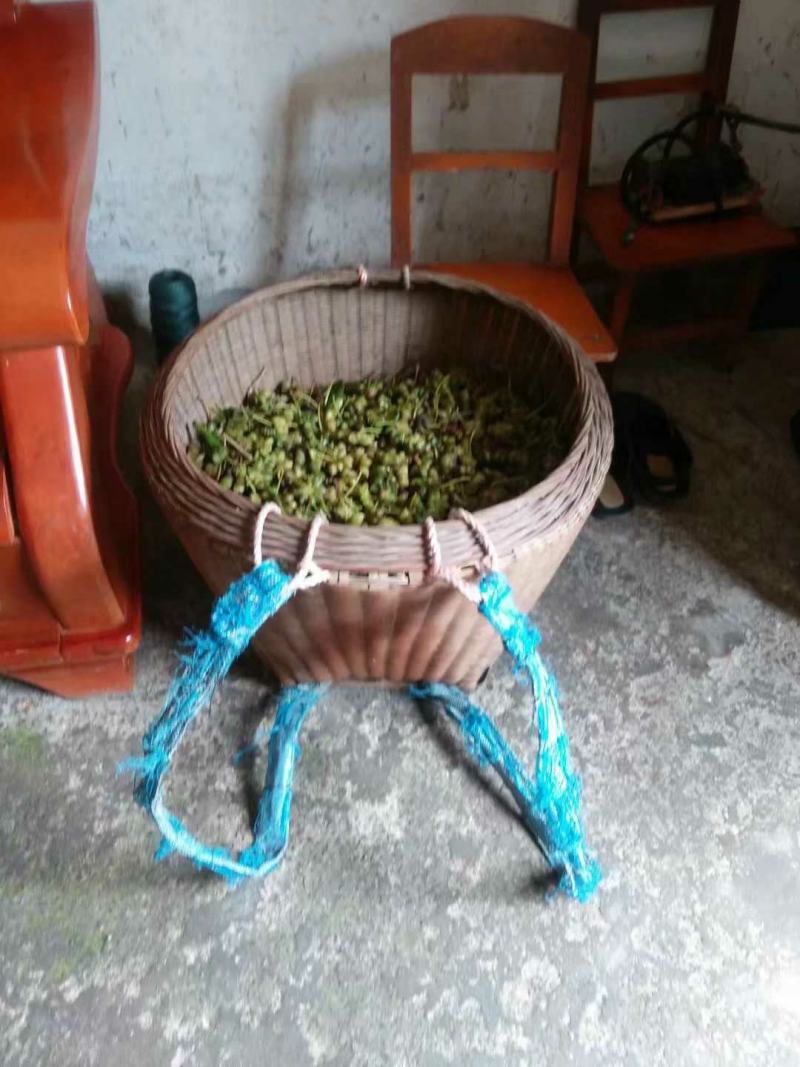 大红八角金秀大瑶山本地土品种高山八角五香茴香手工晒