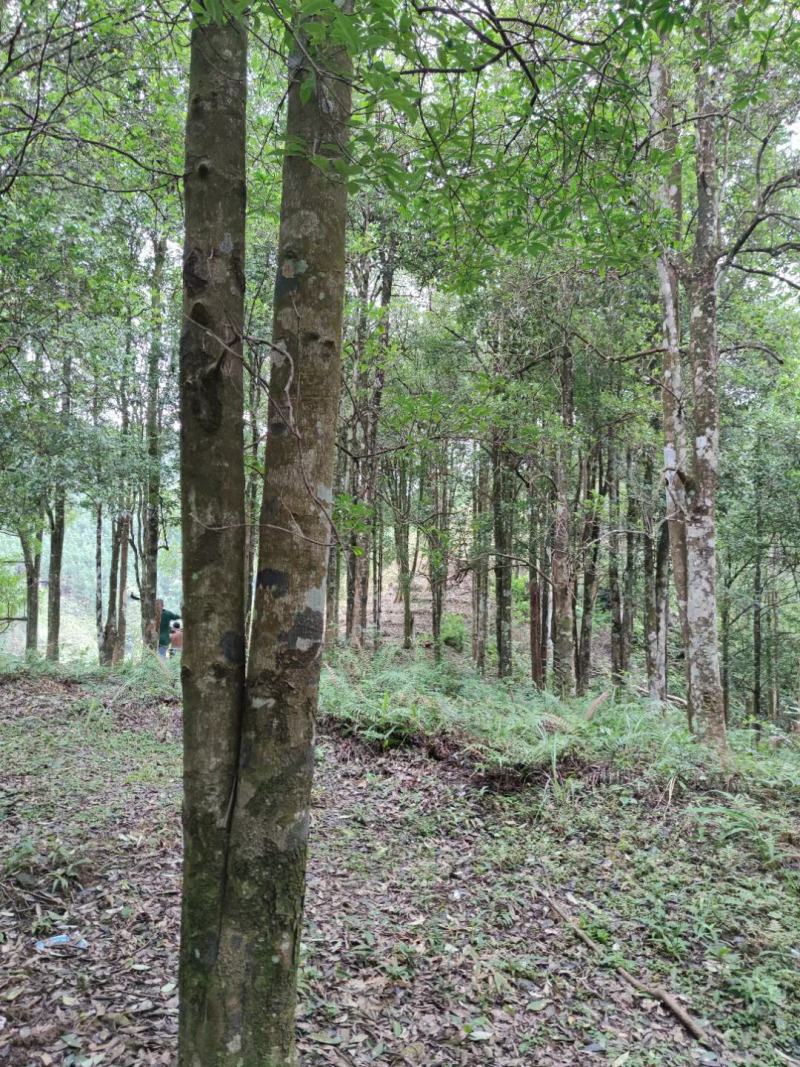 大红八角金秀大瑶山本地土品种高山八角五香茴香手工晒