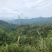 大红八角金秀大瑶山本地土品种高山八角五香茴香手工晒