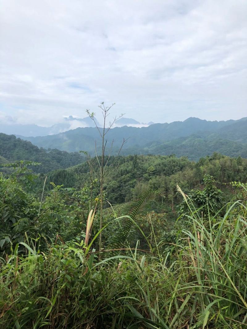 大红八角金秀大瑶山本地土品种高山八角五香茴香手工晒