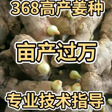 河北优质姜种产地直销亩产过万专业技术指导全国发货