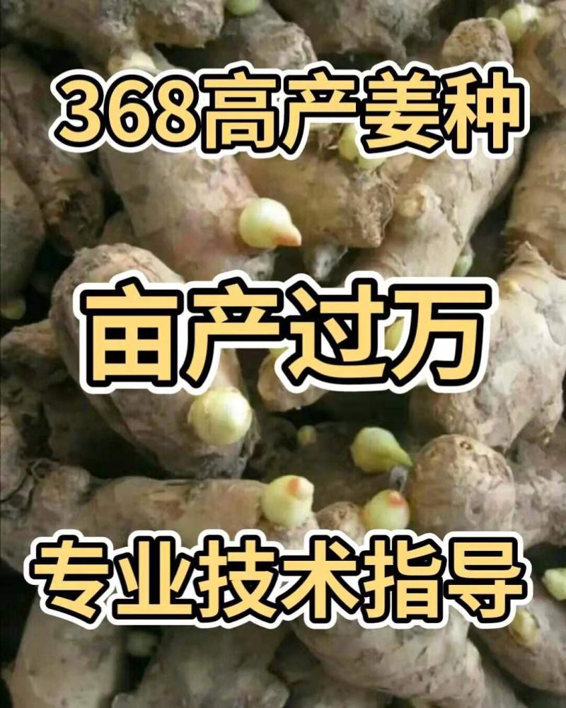 河北优质姜种产地直销亩产过万专业技术指导全国发货
