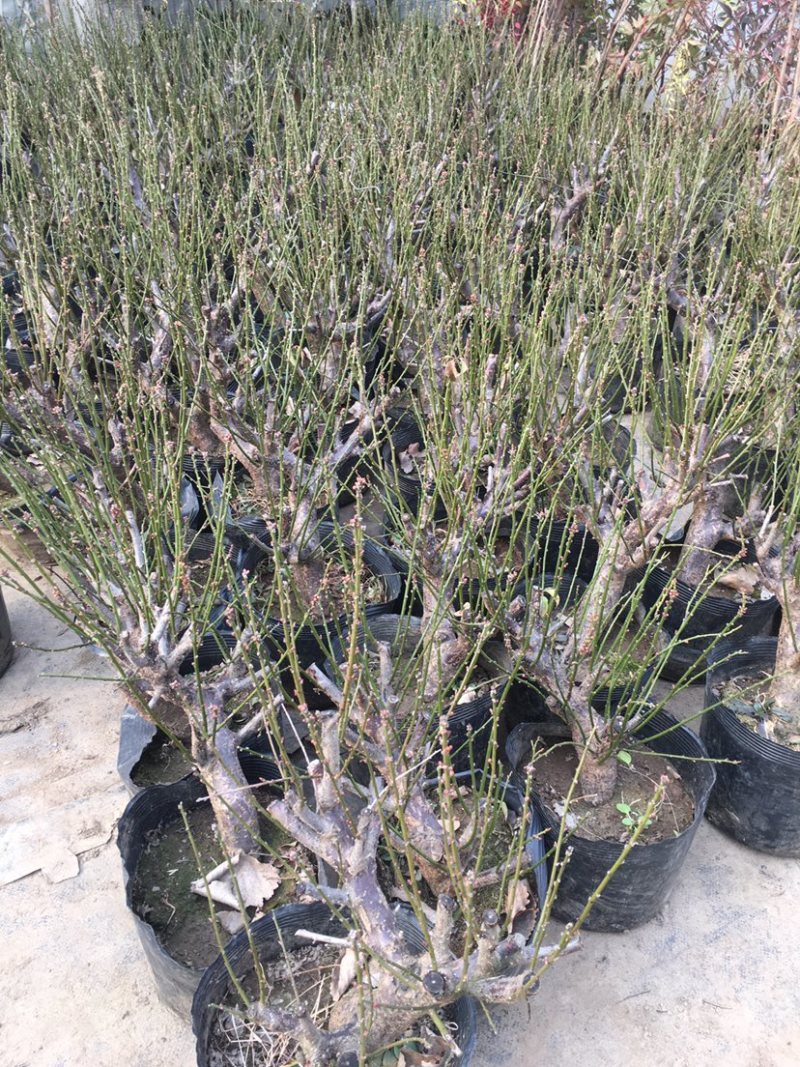 绿梅耐寒植物绿梅盆栽浓香型绿鄂梅原生绿梅老桩植物