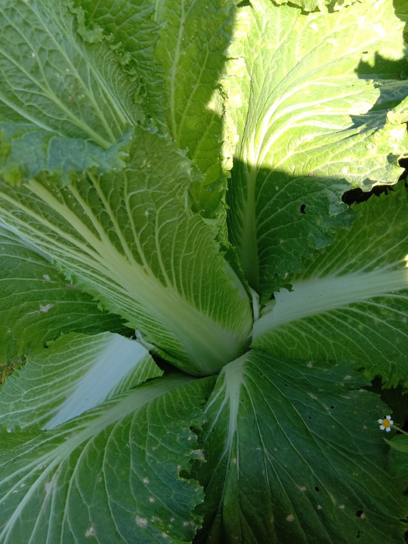 广西横县绍菜，，绍菜，绍菜