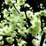 绿梅耐寒植物绿梅盆栽浓香型绿鄂梅原生绿梅老桩植物