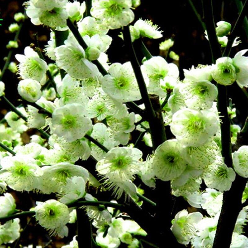 绿梅耐寒植物绿梅盆栽浓香型绿鄂梅原生绿梅老桩植物