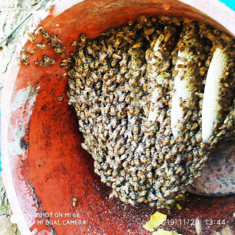 中蜂蜂蜜无勾兑无任何添加的冬密保质保量蜂场产销的产品