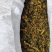 带皮四川黄柏丝，产地四川崇州市，含量高。