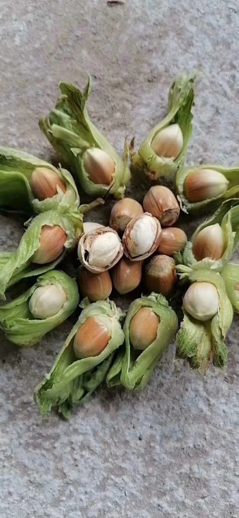 果树苗，各种果树肥，