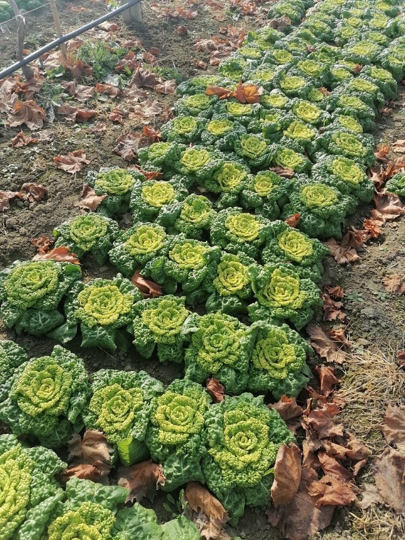 精品大棚菜大量供应，欢迎前来洽谈合作！