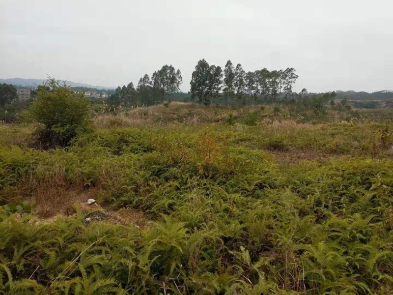 矮坡岭出租，500亩，坡岭不高，可签20年，药材，果园