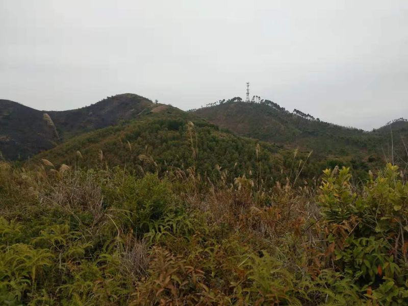 矮坡岭出租，500亩，坡岭不高，可签20年，药材，果园