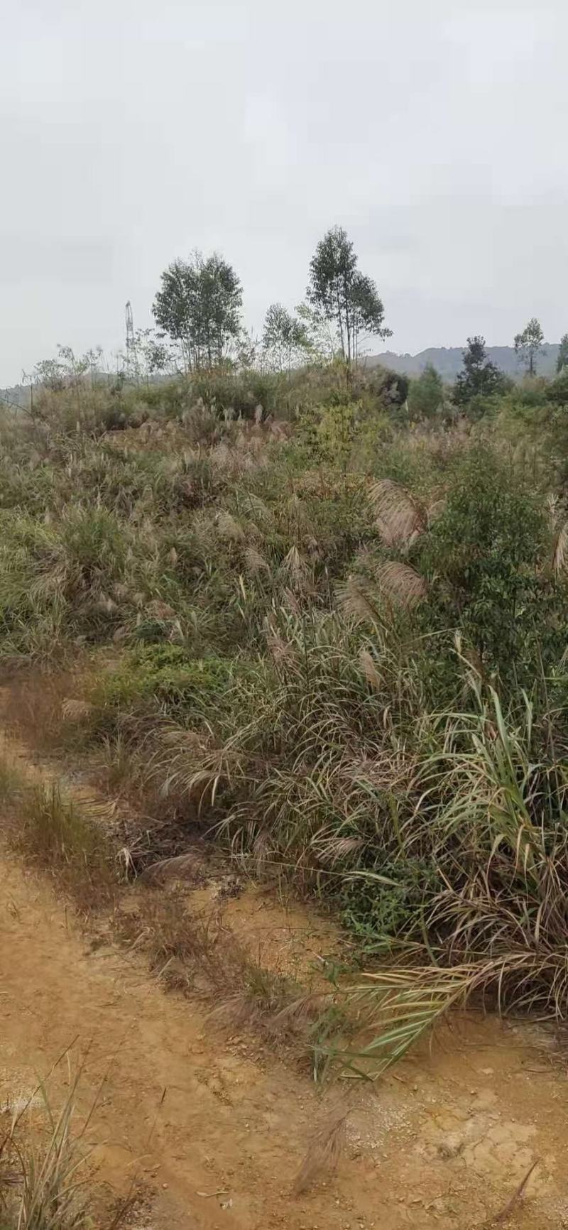 矮坡岭出租，500亩，坡岭不高，可签20年，药材，果园