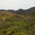 矮坡岭出租，500亩，坡岭不高，可签20年，药材，果园