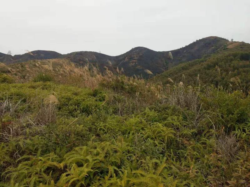 矮坡岭出租，500亩，坡岭不高，可签20年，药材，果园