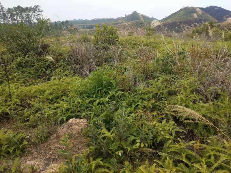 矮坡岭出租，500亩，坡岭不高，可签20年，药材，果园