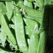 云南精品豌豆大量上市产地直发欢迎咨询