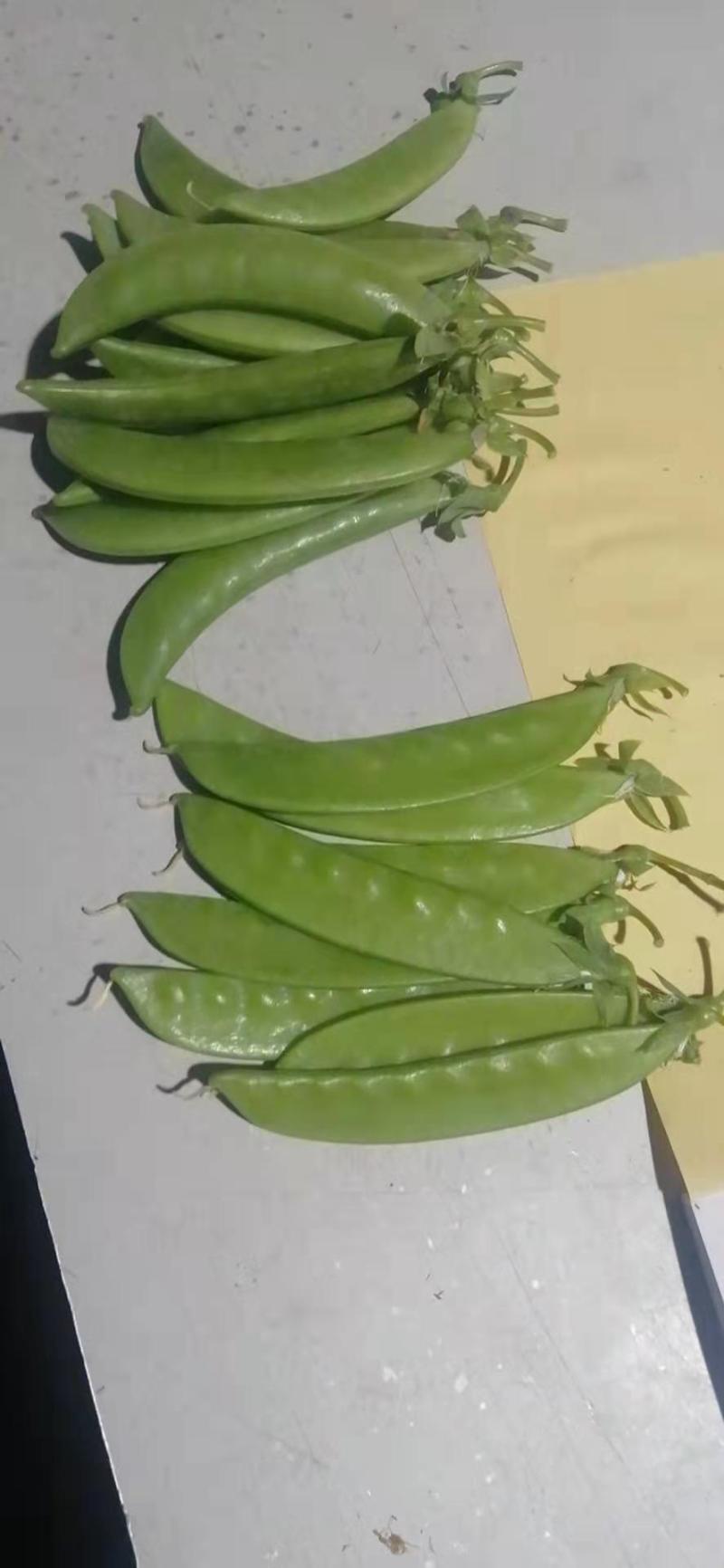 云南精品豌豆大量上市产地直发欢迎咨询