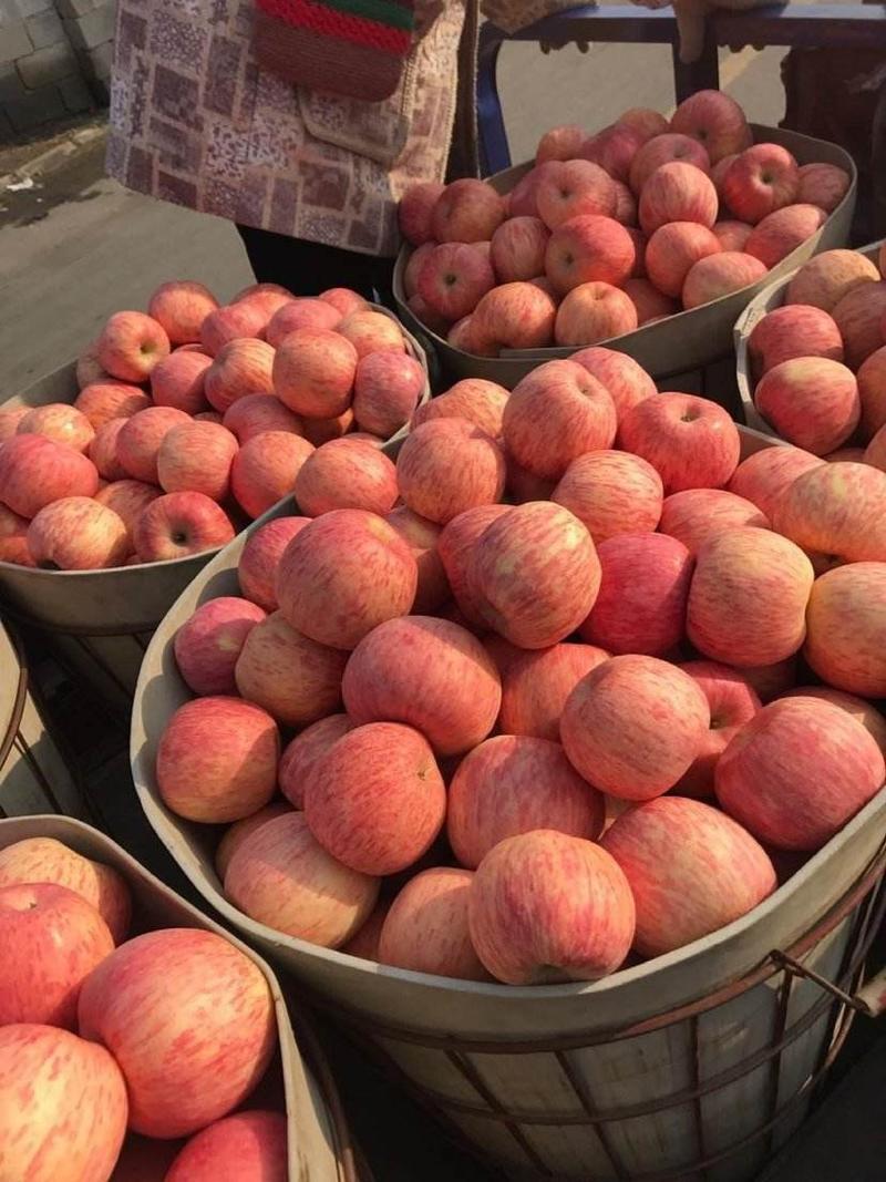 【红富士苹果】大量上市果园采摘口感脆甜产地价格便宜