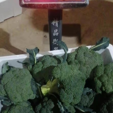 云南优质新鲜西兰花产地直供基地看货耐冻