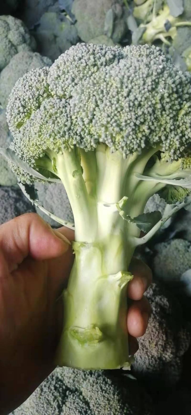 云南优质新鲜西兰花产地直供基地看货耐冻