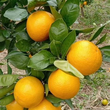 桂林灵川蜜香橙代办批发，纯甜，化渣，带点香味