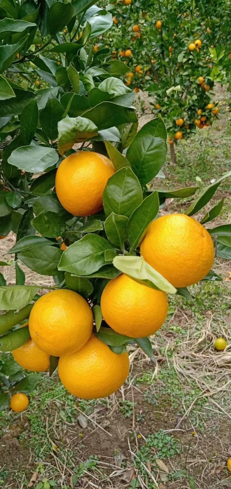 桂林灵川蜜香橙代办批发，纯甜，化渣，带点香味