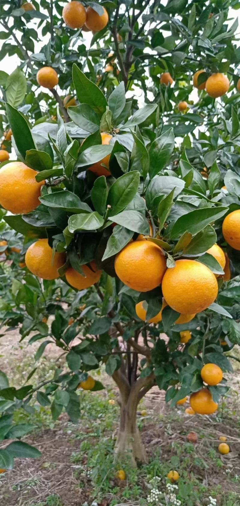 桂林灵川蜜香橙代办批发，纯甜，化渣，带点香味