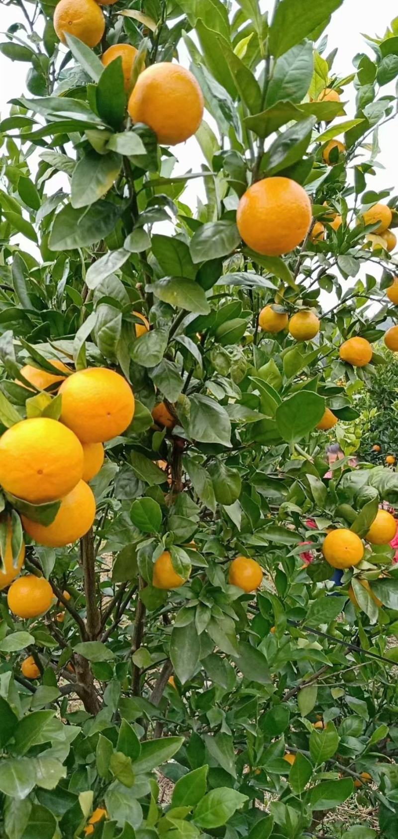 桂林灵川蜜香橙代办批发，纯甜，化渣，带点香味