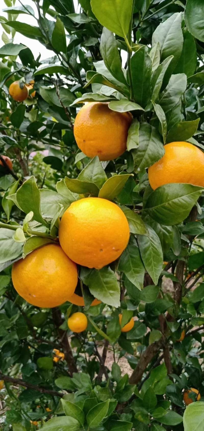 桂林灵川蜜香橙代办批发，纯甜，化渣，带点香味