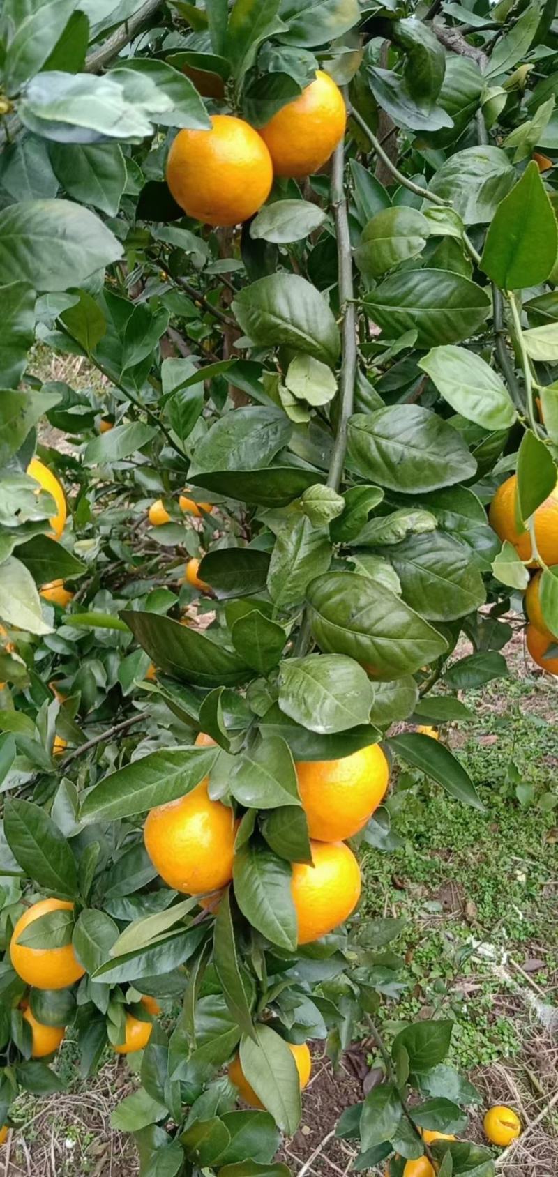 桂林灵川蜜香橙代办批发，纯甜，化渣，带点香味