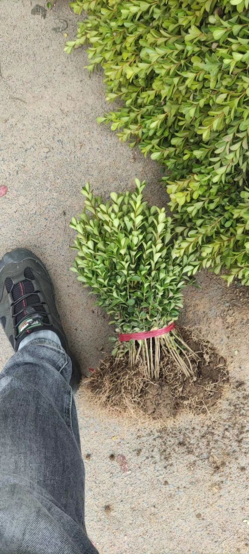 各种规格大小叶黄杨，基地直供，自家苗圃，农户家直销