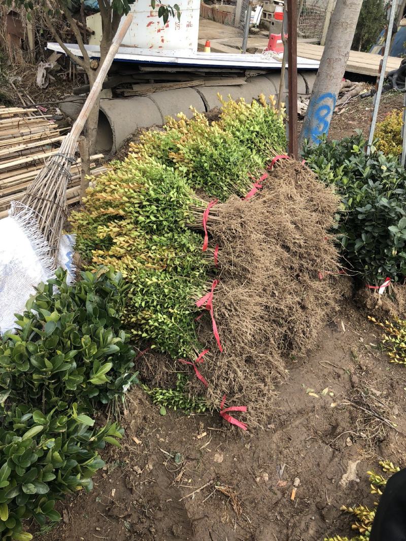 各种规格大小叶黄杨，基地直供，自家苗圃，农户家直销