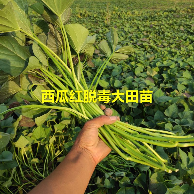 红薯苗地瓜苗脱毒苗西瓜红苗普薯32苗子紫薯苗