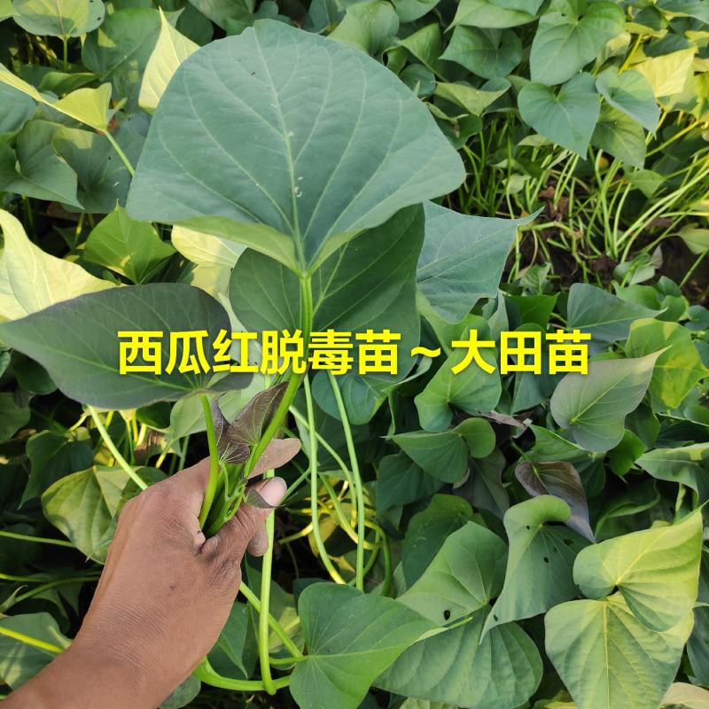 红薯苗地瓜苗脱毒苗西瓜红苗普薯32苗子紫薯苗