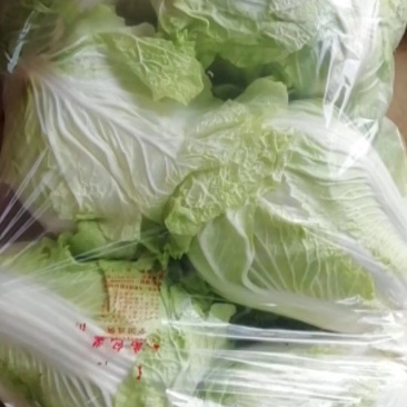 大白菜大量上货中，货源有限有需要的老板赶快下单联系