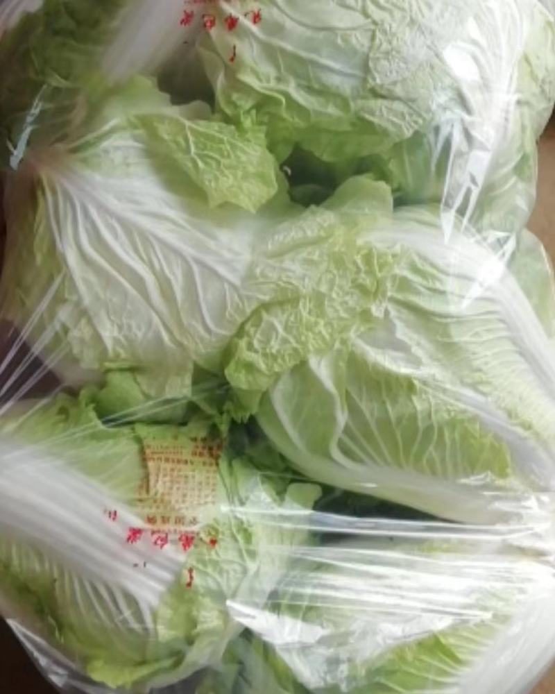 大白菜大量上货中，货源有限有需要的老板赶快下单联系