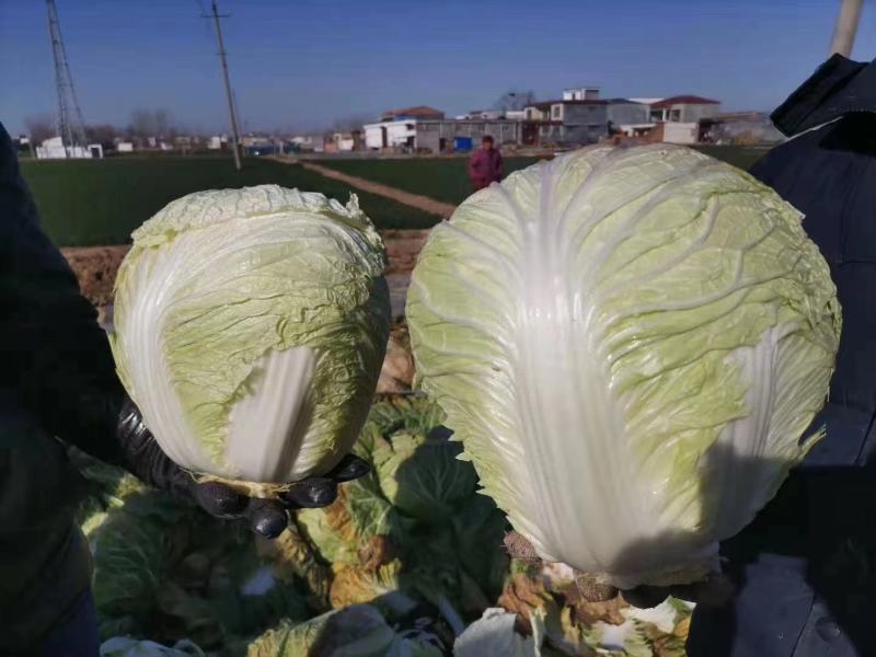 大白菜大量上货中，货源有限有需要的老板赶快下单联系